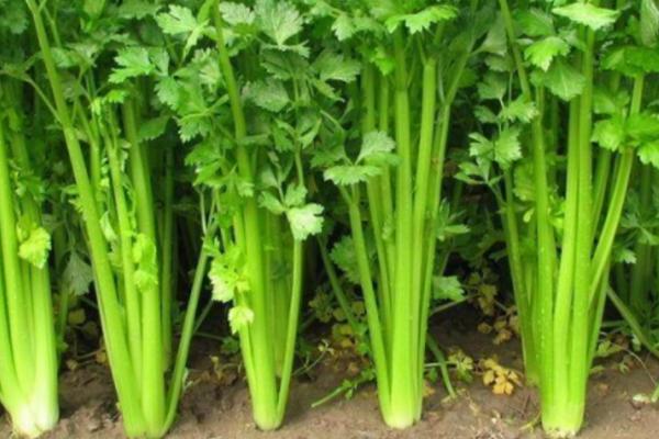 芹菜种植方法