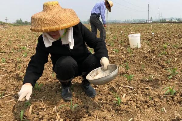 种植玉米怎么施底肥