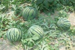 无籽西瓜是怎么种出来的 无籽西瓜的培育原理