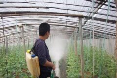 温室熏烟要注意方法正确效果才好