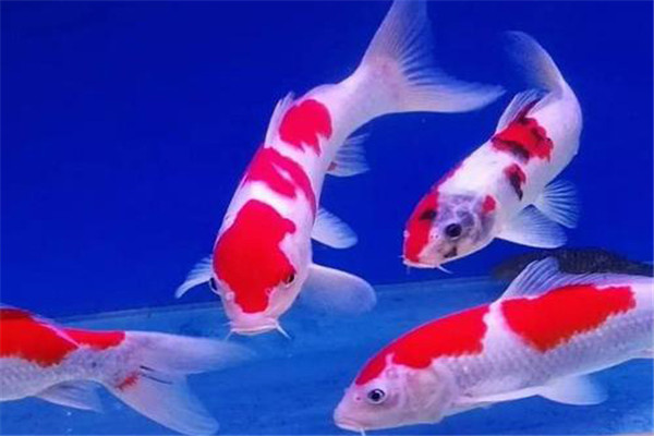 锦鲤的生物学特性