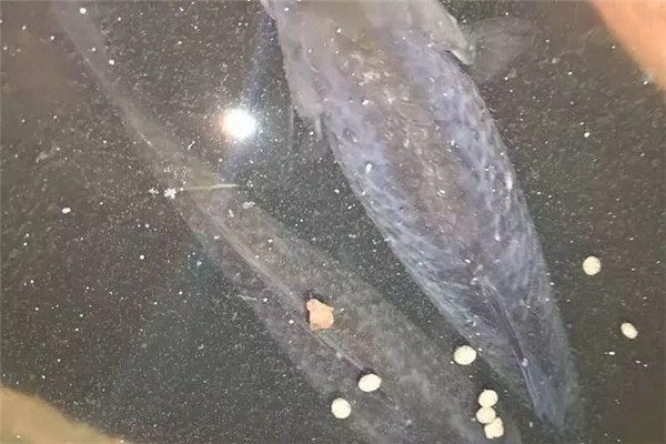 鱼种消毒的方法
