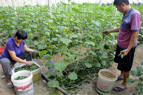 水果型黄瓜的栽培技术与主要种植步骤