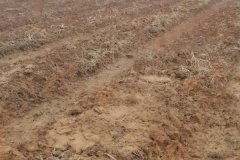 大蒜种植技术和管理方法与步骤