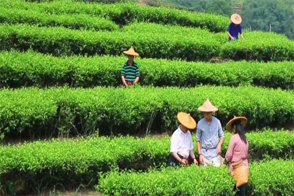 茶叶采摘方法