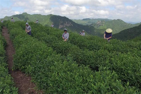 茶叶合理采摘的要求有哪些