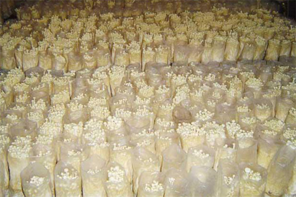 金针菇菌袋发酸及烧菌主要对策