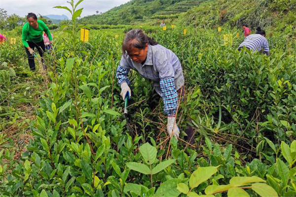 茶园主要杂草哪些