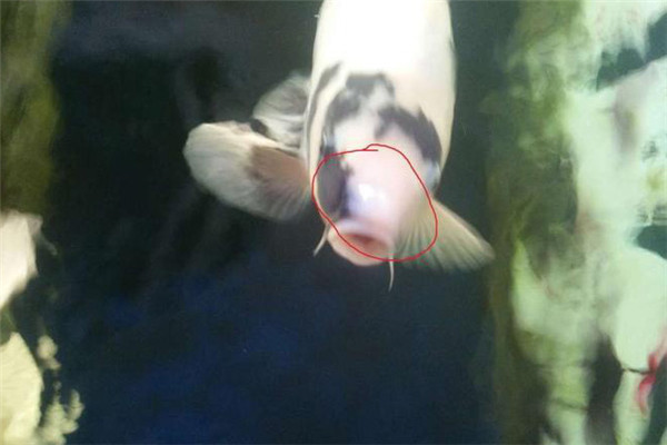 鱼白头白嘴病的主要症状