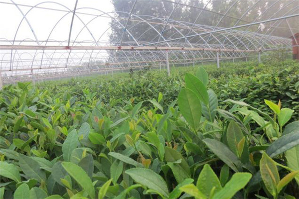 大棚茶园的品种选择