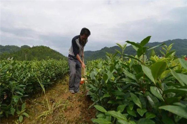 幼龄茶树的定苗全苗