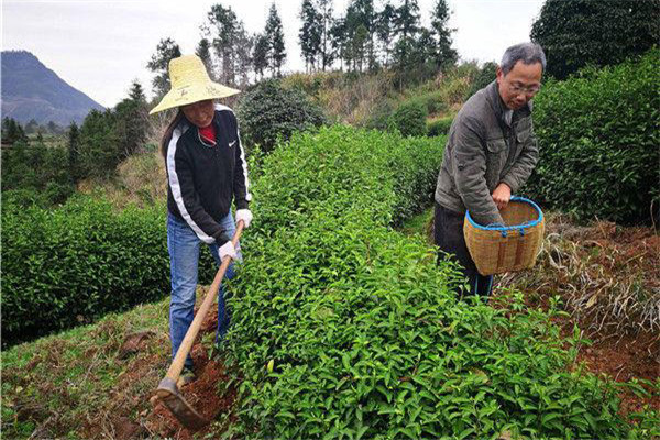 幼龄茶树的除草、松土