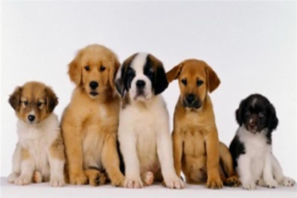 犬是怎样分类的