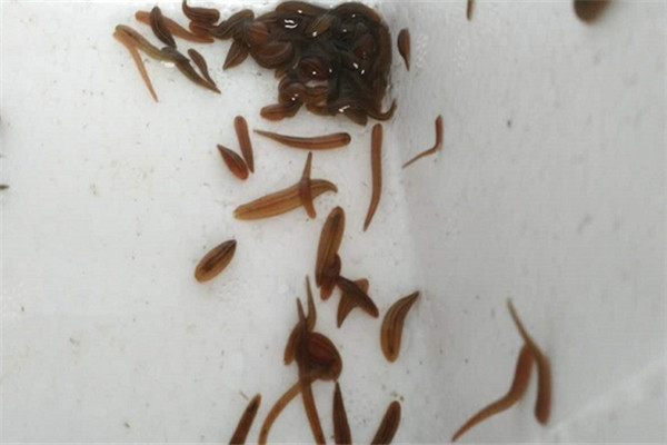 水蛭的繁殖习性