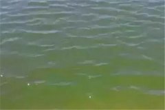 浮游生物与水色有何关系，哪种水色养鱼效果好