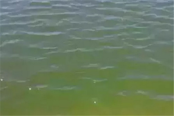 浮游生物与水色有何关系