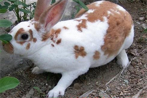 獭兔种公兔的饲养管理方法
