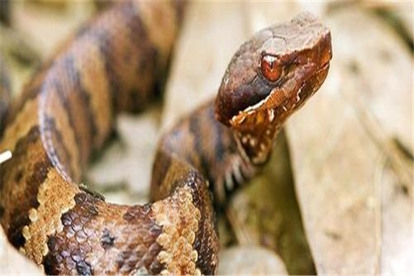 蛇类动物口腔炎的防治方法