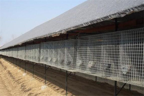 养殖狐狸的棚舍建设要求有哪些
