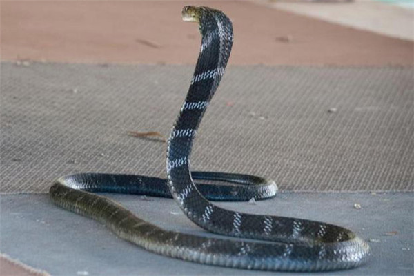 眼镜蛇主要生物学特性与生活习性