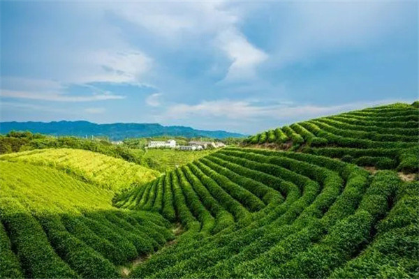 茶园的地势选择要求