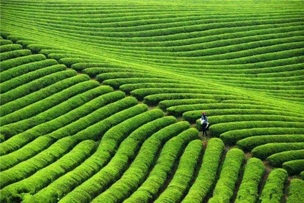 茶园的土壤土质要求