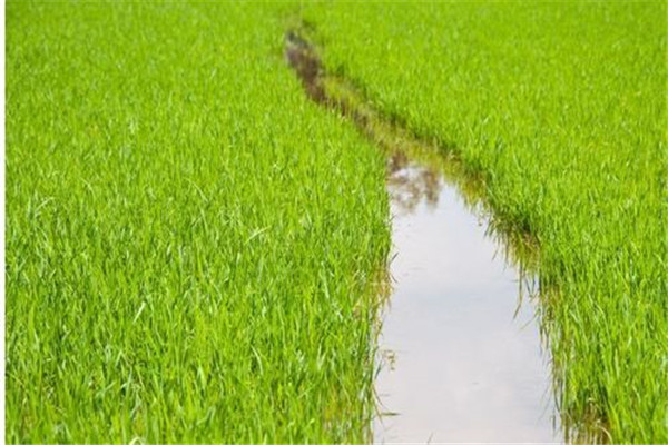 水稻前期、中期和后期的湿润灌溉技术