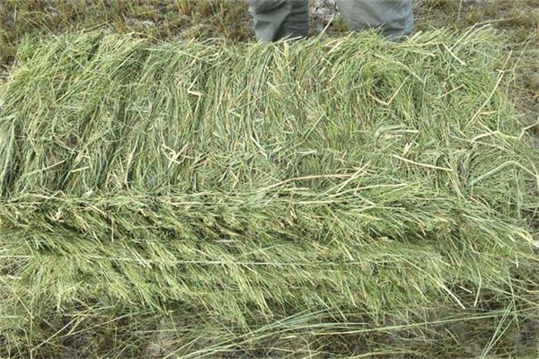 牧草品种组成