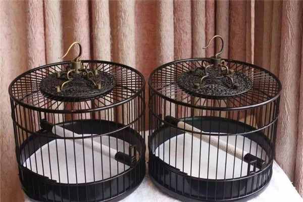 家庭笼养鸟常用的食具有哪些
