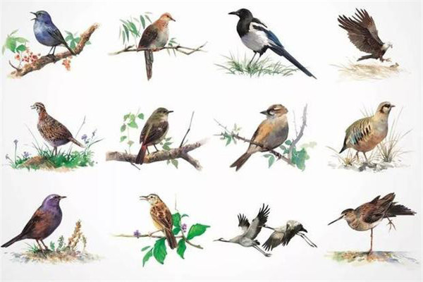 鸟类从生态学及季节性进行分类