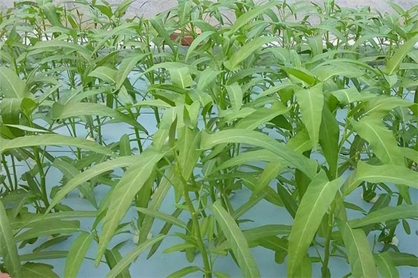 空心菜的类型与品种