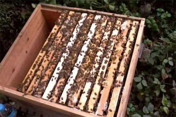 中蜂活框饲养的过箱技术