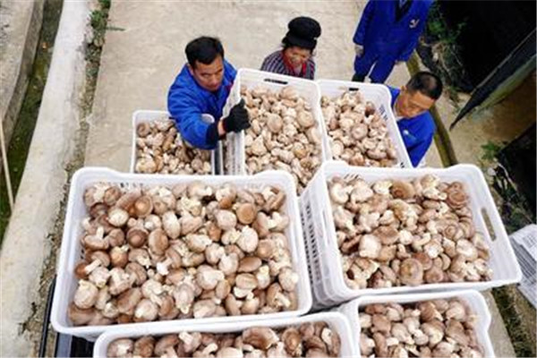 食用菌采收应该注意哪些问题