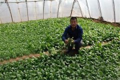 大棚施肥应注意什么 棚菜安全施肥要掌握这五点