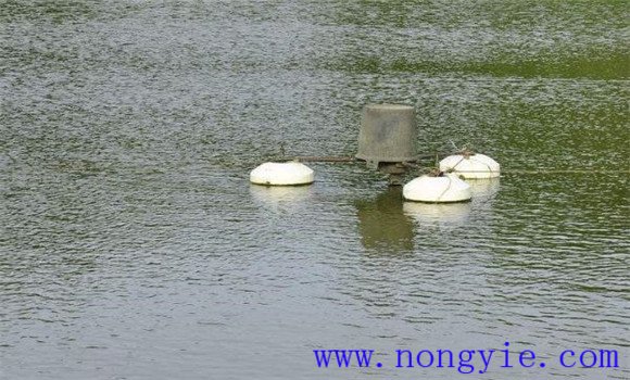 夏季池塘养鱼要注意调节水质