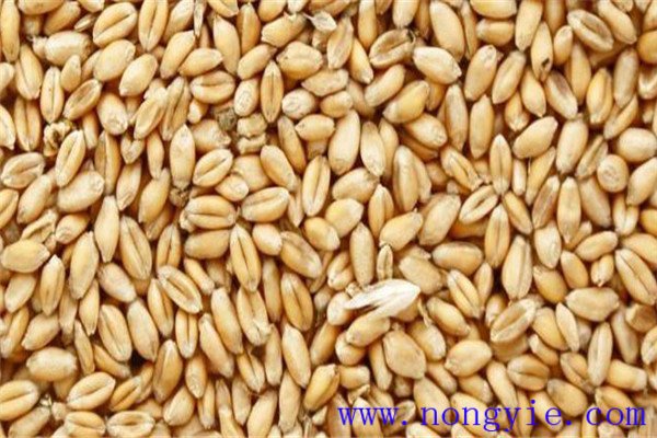 小麦种子保质期是多久