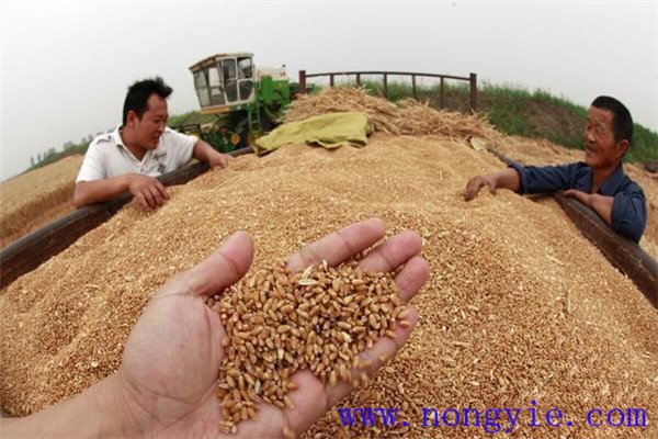 小麦种子贮存技巧