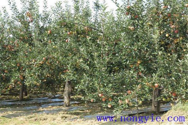 中国苹果种植历史