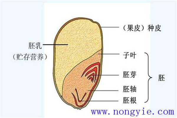 小麦种子由哪些部分组成