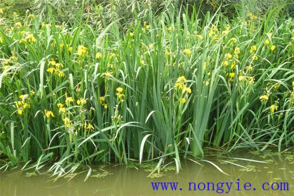 在鱼池水培植物应注意什么