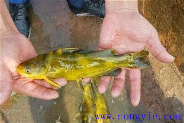 瓦氏黄颡鱼孵化水温的要求