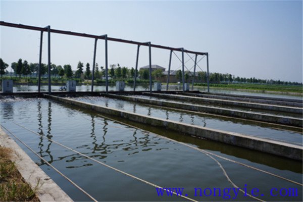 现代池塘养鱼的生产与经营特点