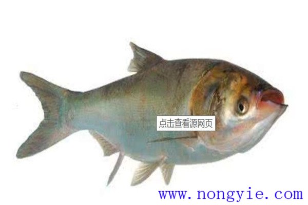 鲢鱼的雌雄外部特征