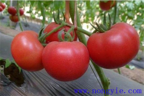 西红柿空心原因是有哪些