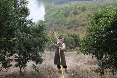 砂糖桔着色期如何施肥，着色期的管理重点简介