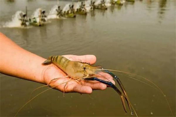 罗氏沼虾在中国的养殖