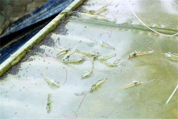 养殖南美白对虾的投饵十大原则