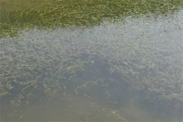 为什么养虾池中必须种植水生植物