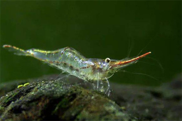 青虾的繁殖过程