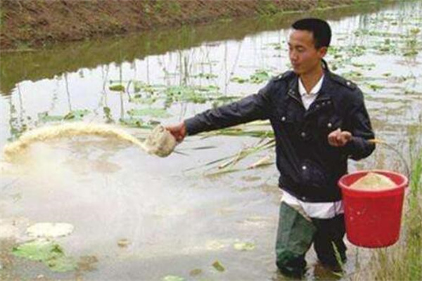 青虾的投饵量如何掌握